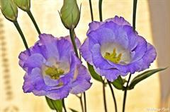 ایستوما گرندیفلوروم